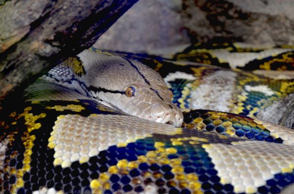 python, Gambia,