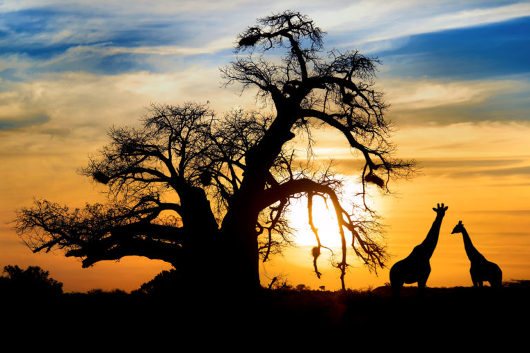 Maak kennis met het wilde van Zuid-Afrika - Reis&Co