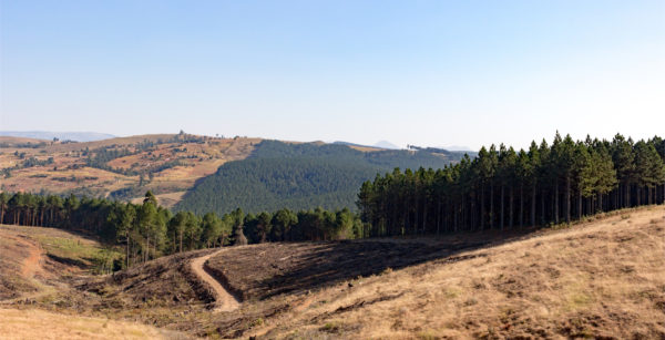 Safari In Swaziland - Foto Shutterstock