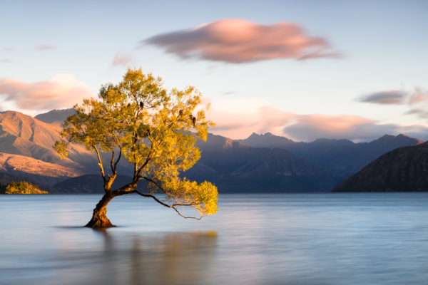 De eenzaamste boom van Nieuw-Zeeland - Foto Shutterstock