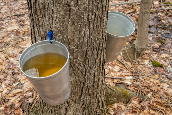 Canada Maple Syrup