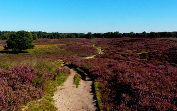 De_leukste_wandelroutes_tijdens_corona_in_Drenthe